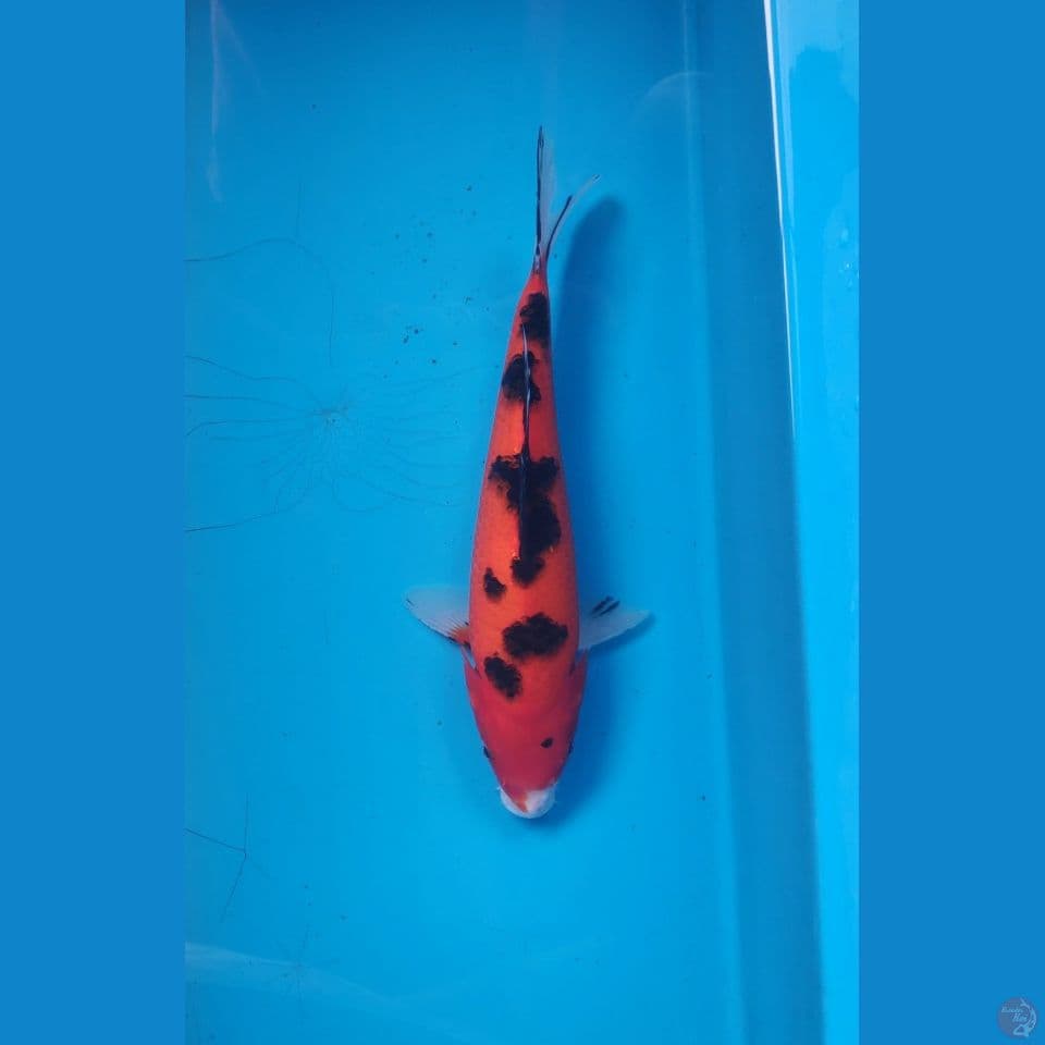 Sanke, 24cm