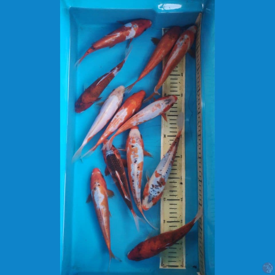 mix shusui koromo, 21-24cm