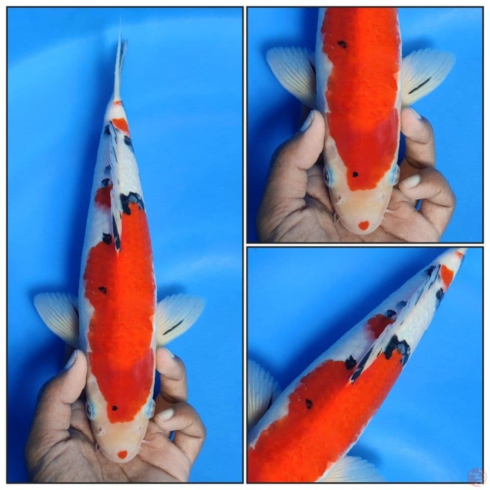 TAISHO SANKE KUCIBENI 32CM JANTAN