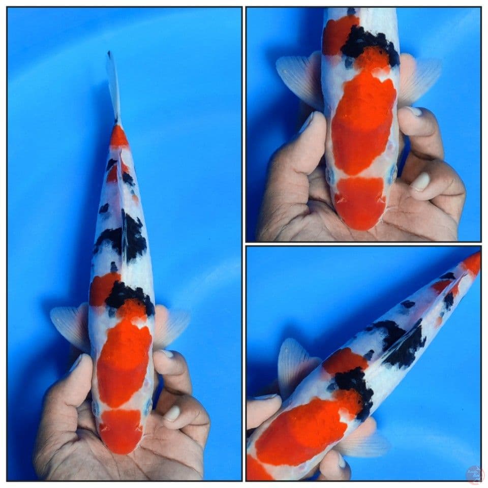 TAISHO SANKE KUCIBENI 28CM JANTAN