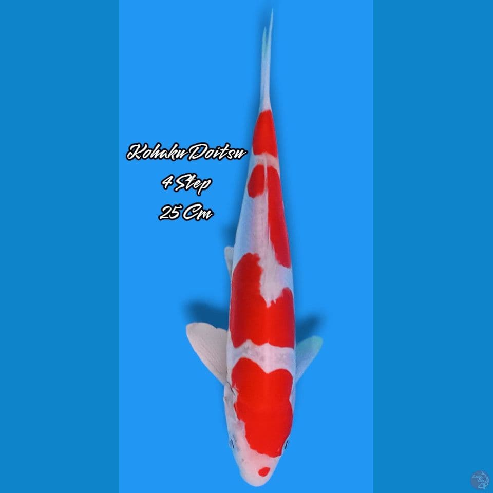 Kohaku Doitsu 4 Step