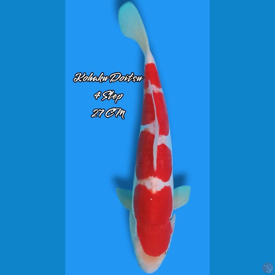 Kohaku Doitsu 4 Step