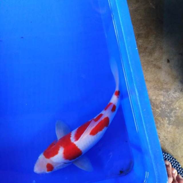 HWC (S of T)kohaku