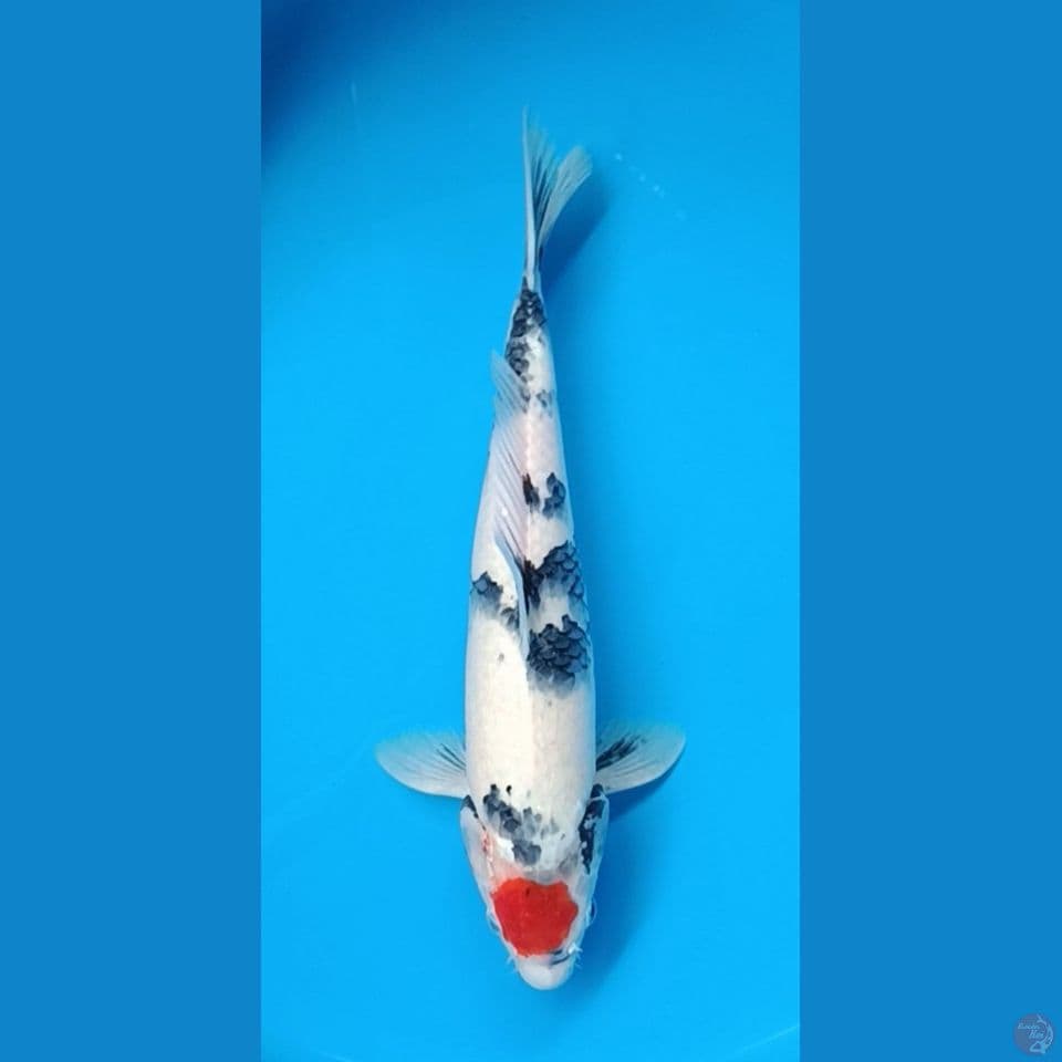 Tancho Showa 34 cm male cut merapikan