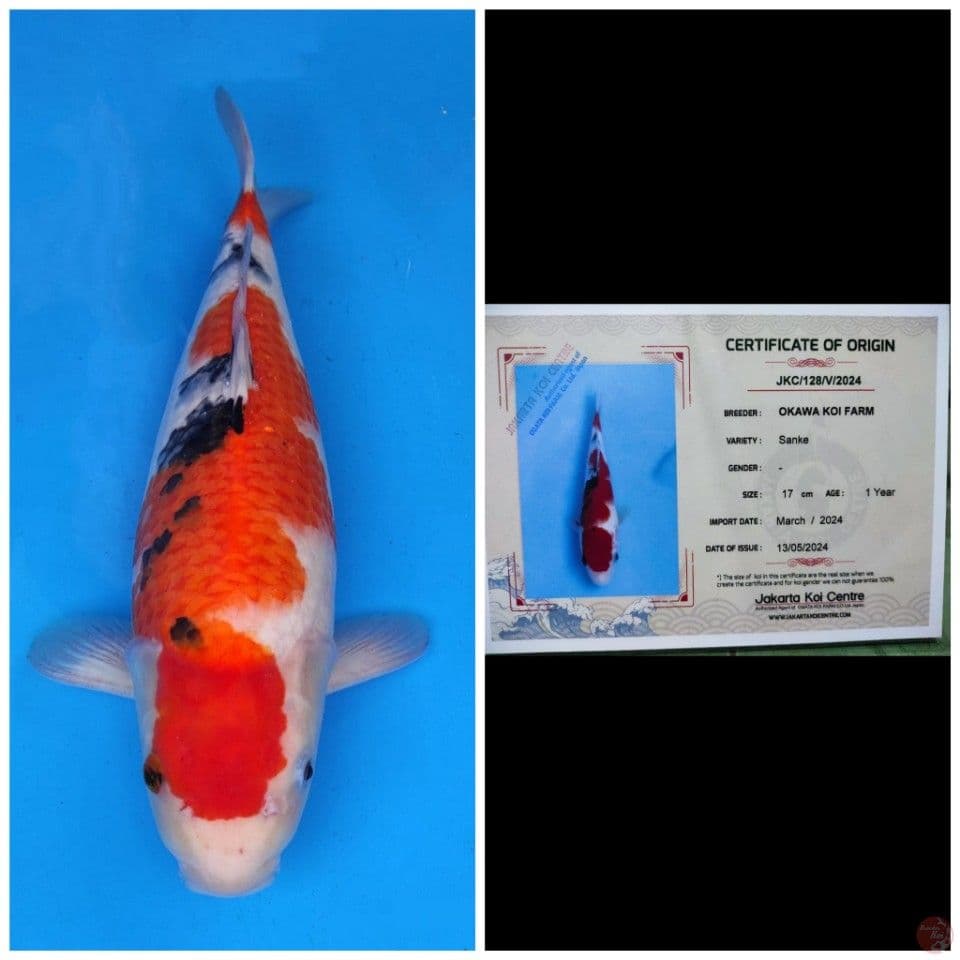Okawa Sanke