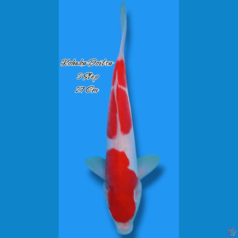 Kohaku Doitsu 3 Step
