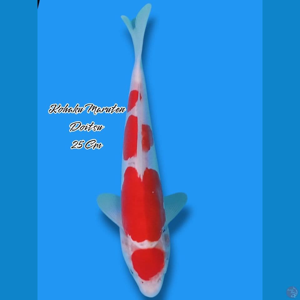 Kohaku Maruten Doitsu