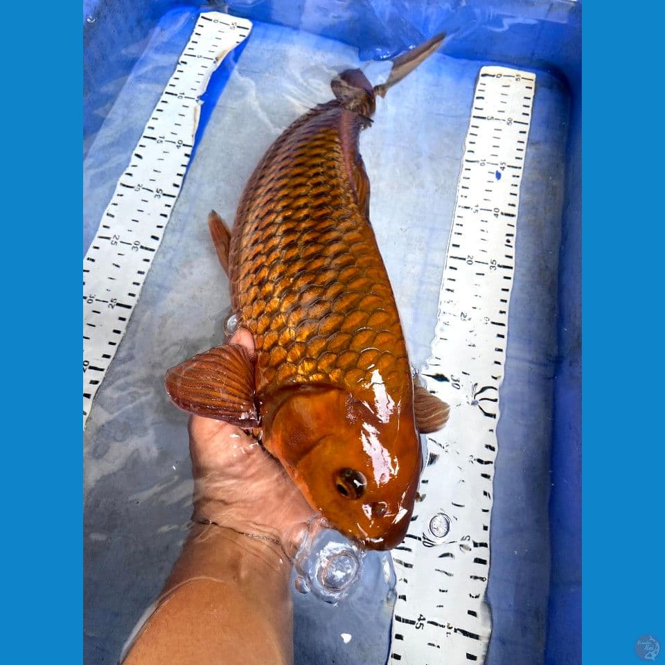 chagoi 44cm jantan