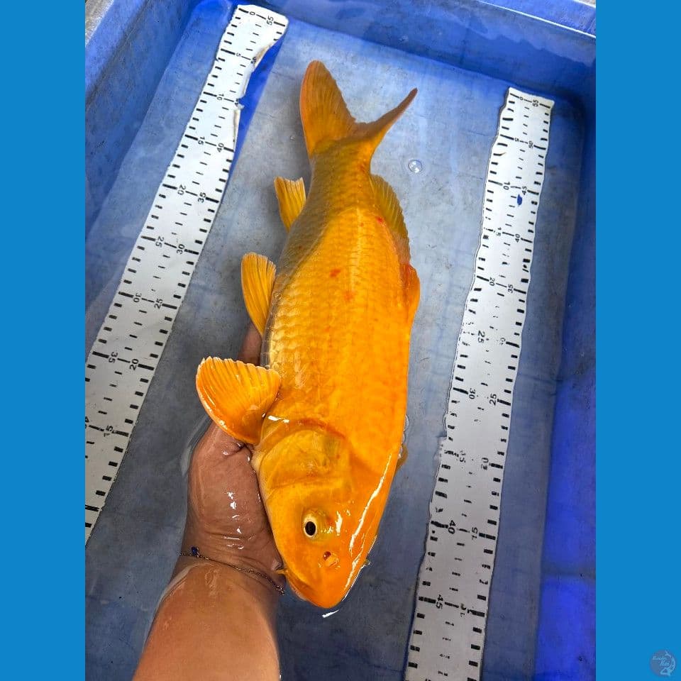 karasi 41cm jantan