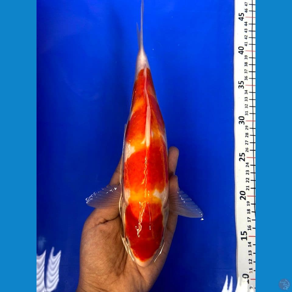 kohaku 27cm