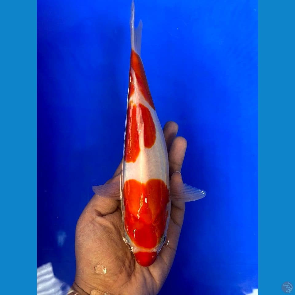 kohaku doitsu 24cm