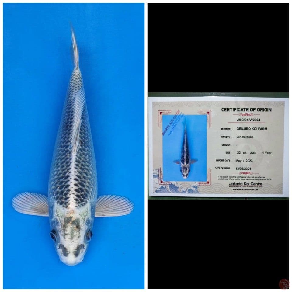 Genjiro Gin Matsuba