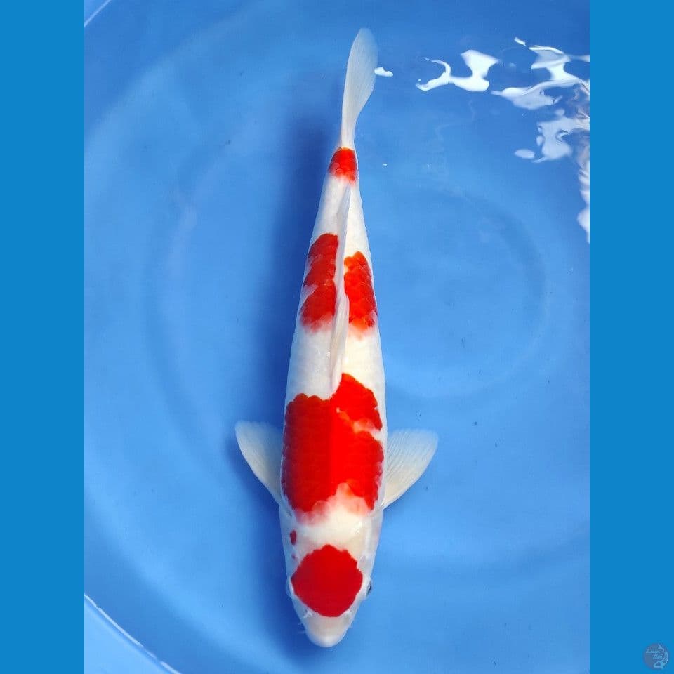 Maruten Kohaku Original 45cm