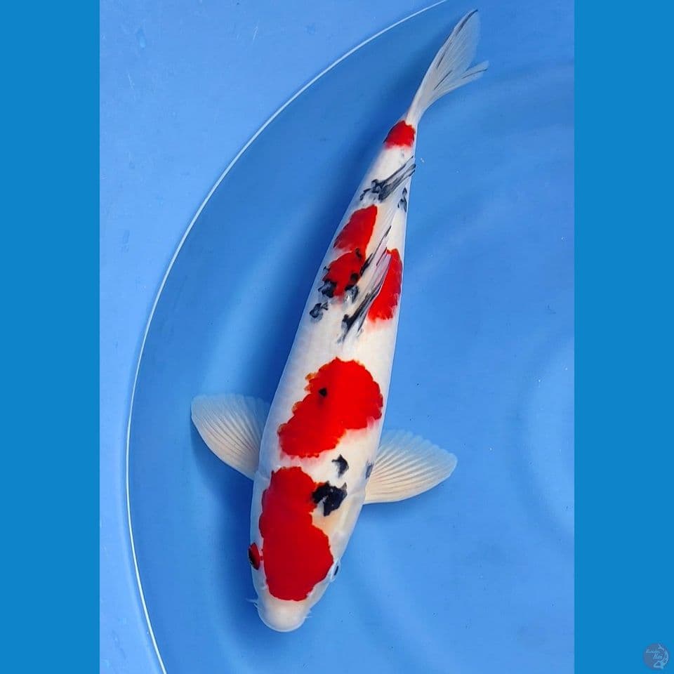 Sanke 44cm
