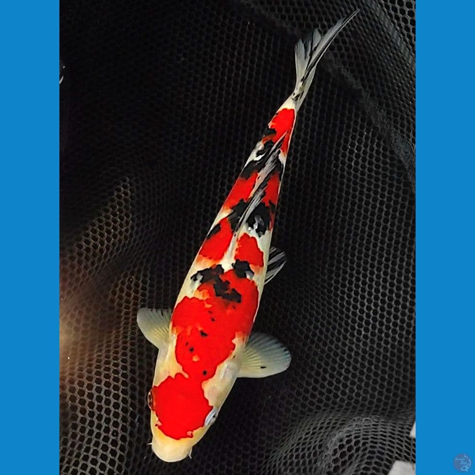 sanke 29cm