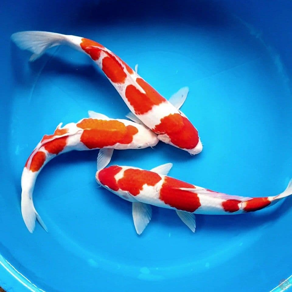 kohaku sisik