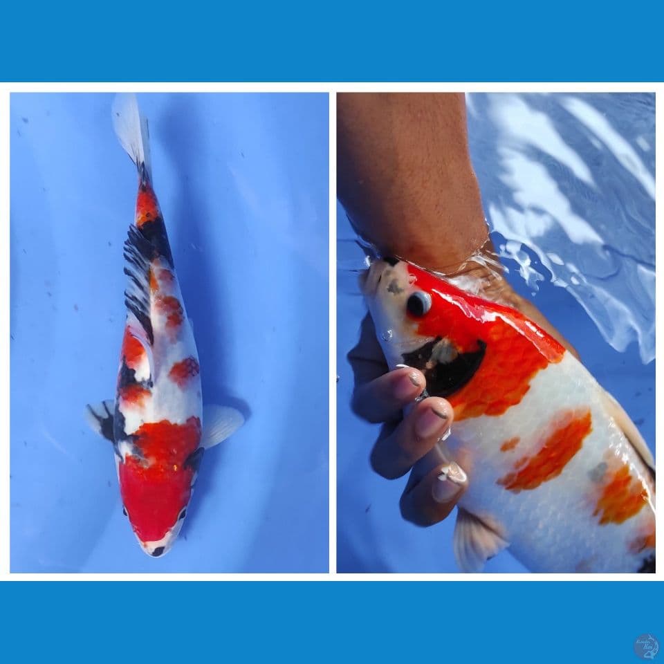 showa punuk 29cm