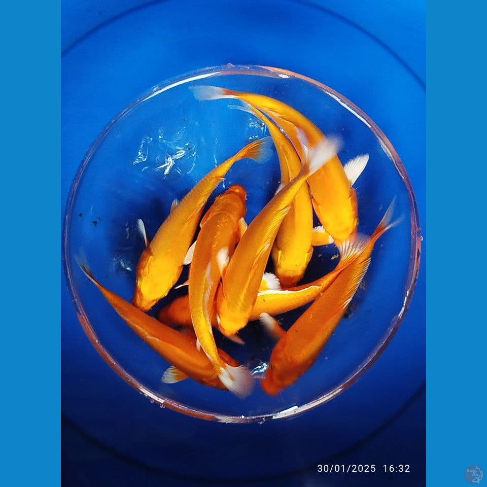 orenji size 16cm 17cm 8ekor