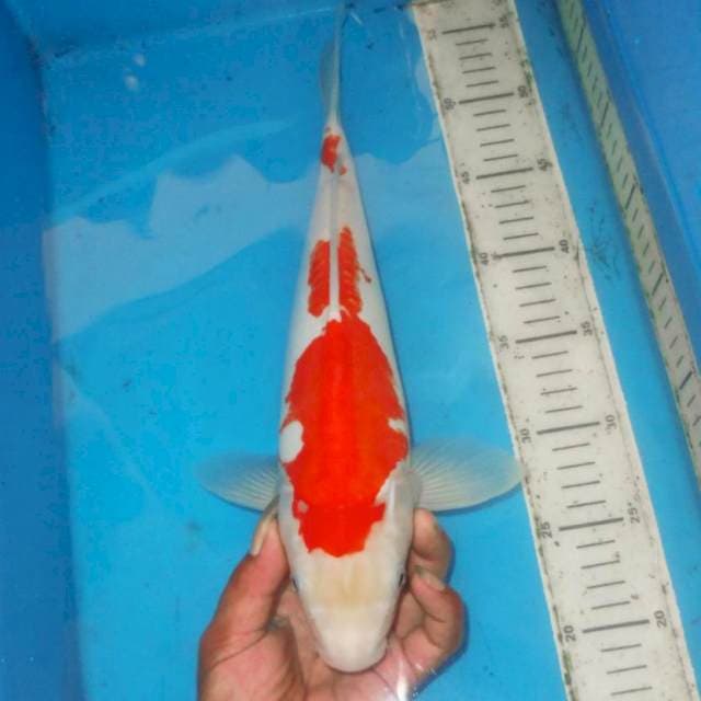 OMOYO KOHAKU