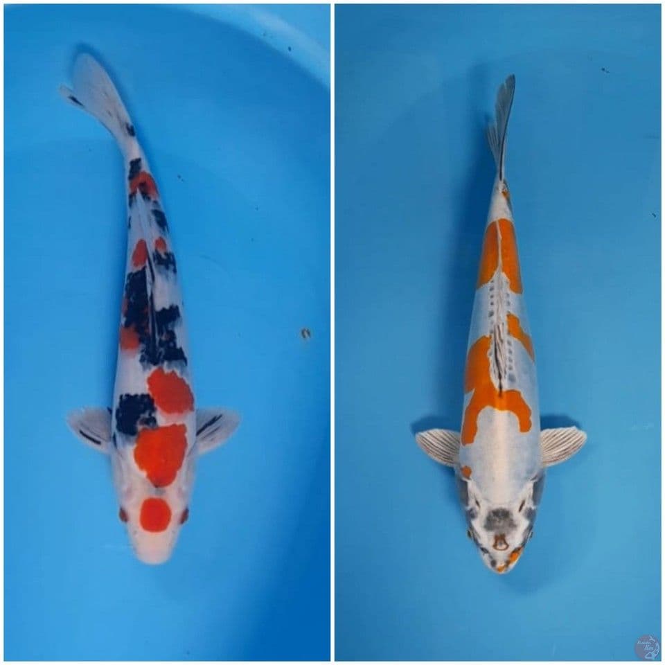 all male 35 bu sanke dan kiko berpunuk
