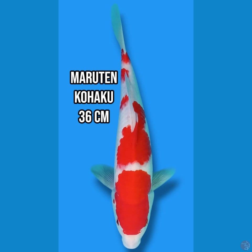 Maruten Kohaku