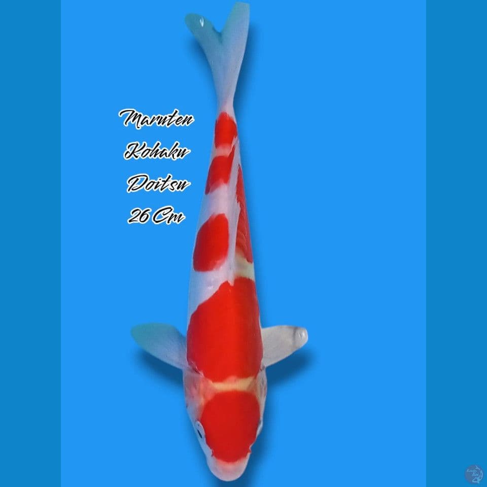 Maruten Kohaku Doitsu