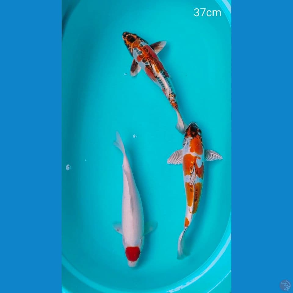 ciamik 37cm