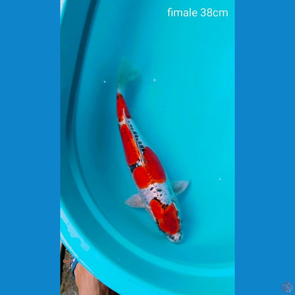 benikiko fimale 38cm