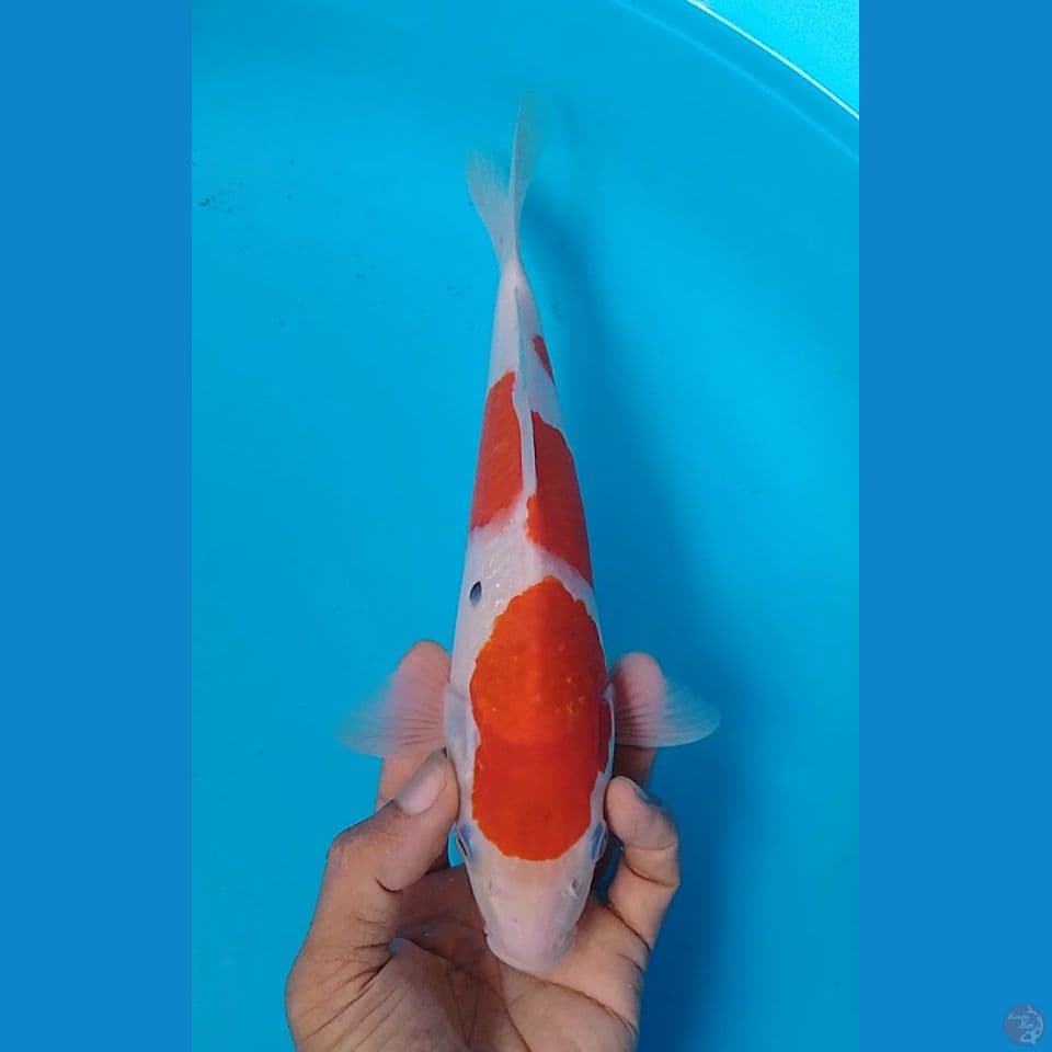 sanke size : 25cm