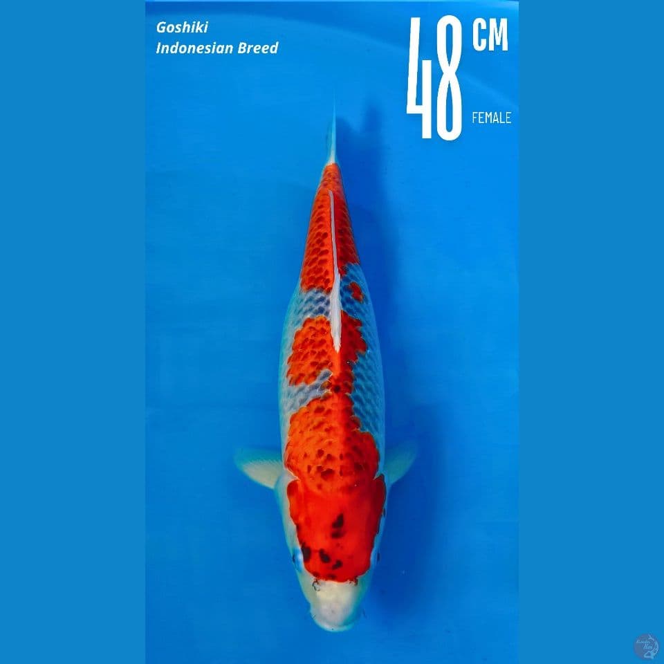 Goshiki Female Lokal 48cm