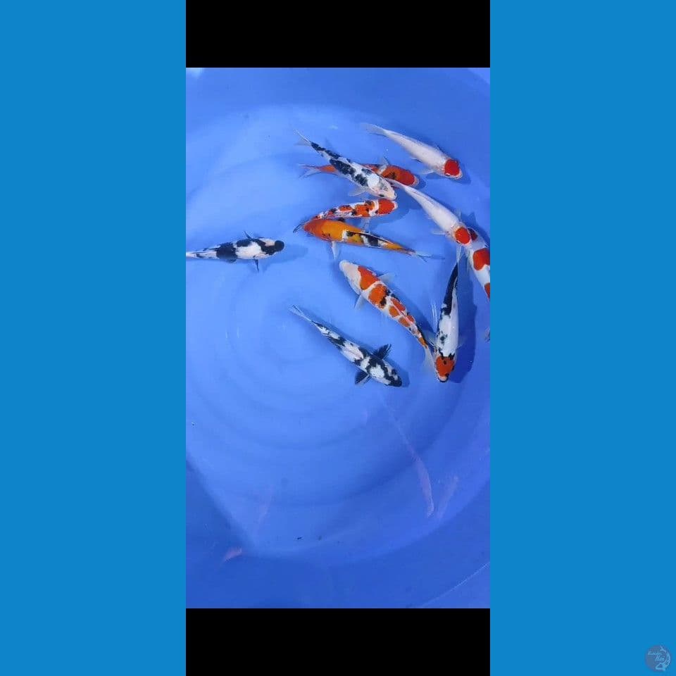 20-27cm