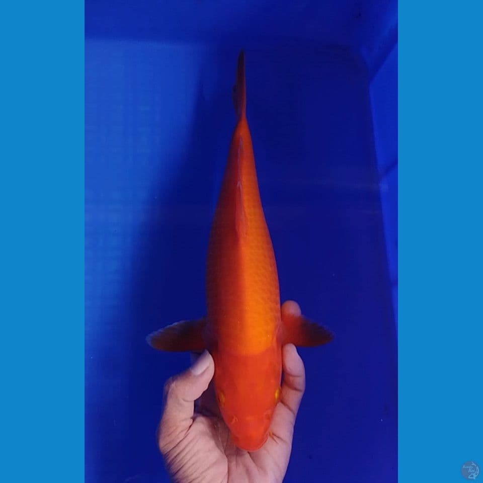 benygoi size : 31cm