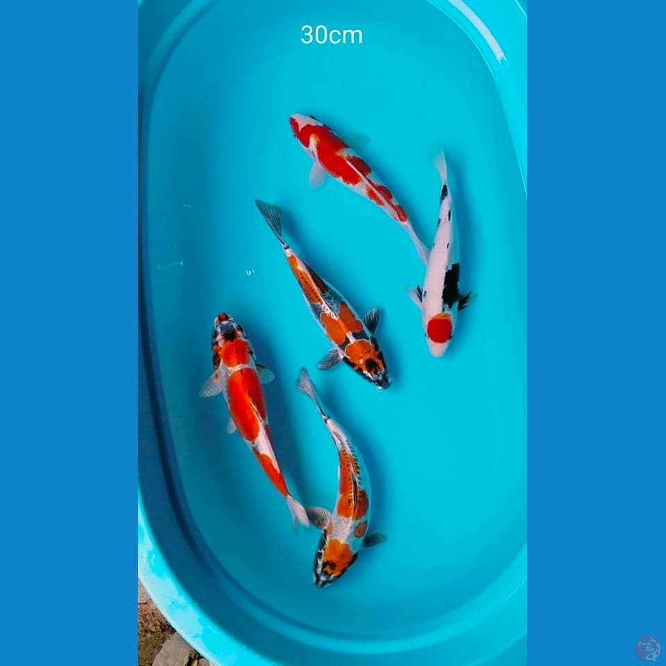 ciamik 30cm