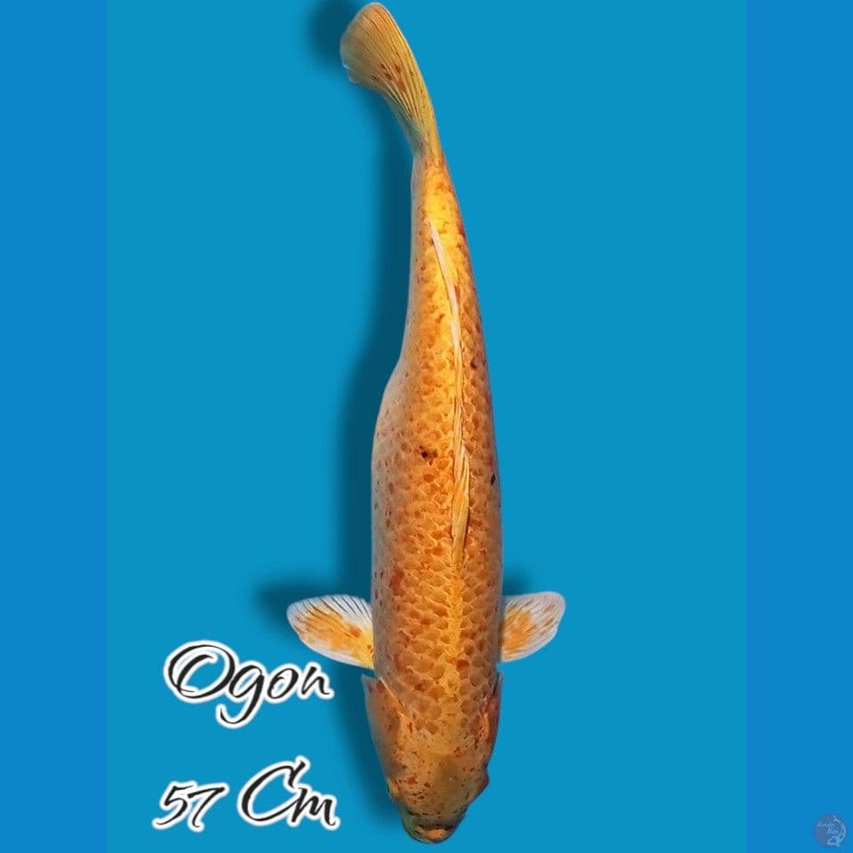 Ogon