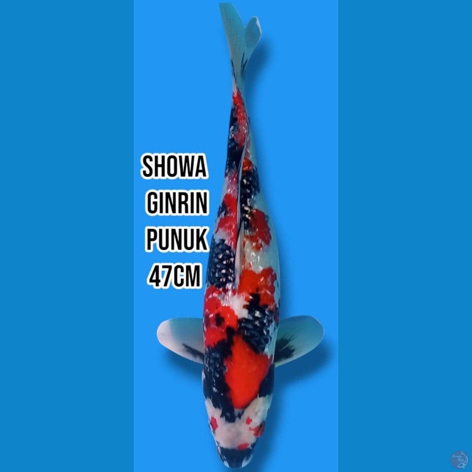 Showa Ginrin