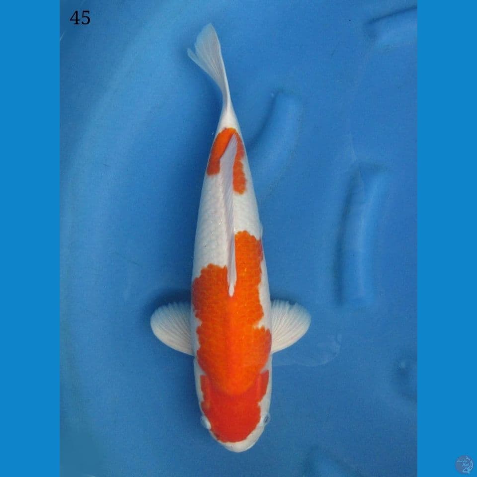 45cm - nidan kohaku