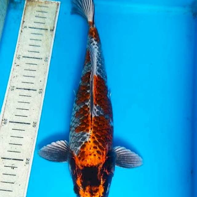 kiko 32cm hamil