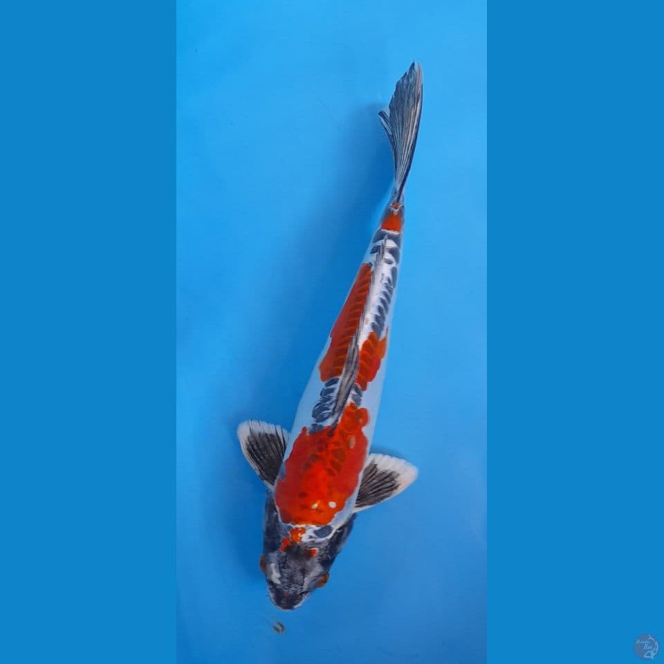 beni kiko male 35 cm