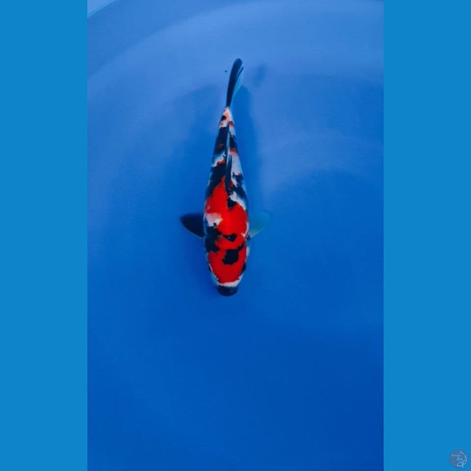SHOWA SANSHOKU HQ