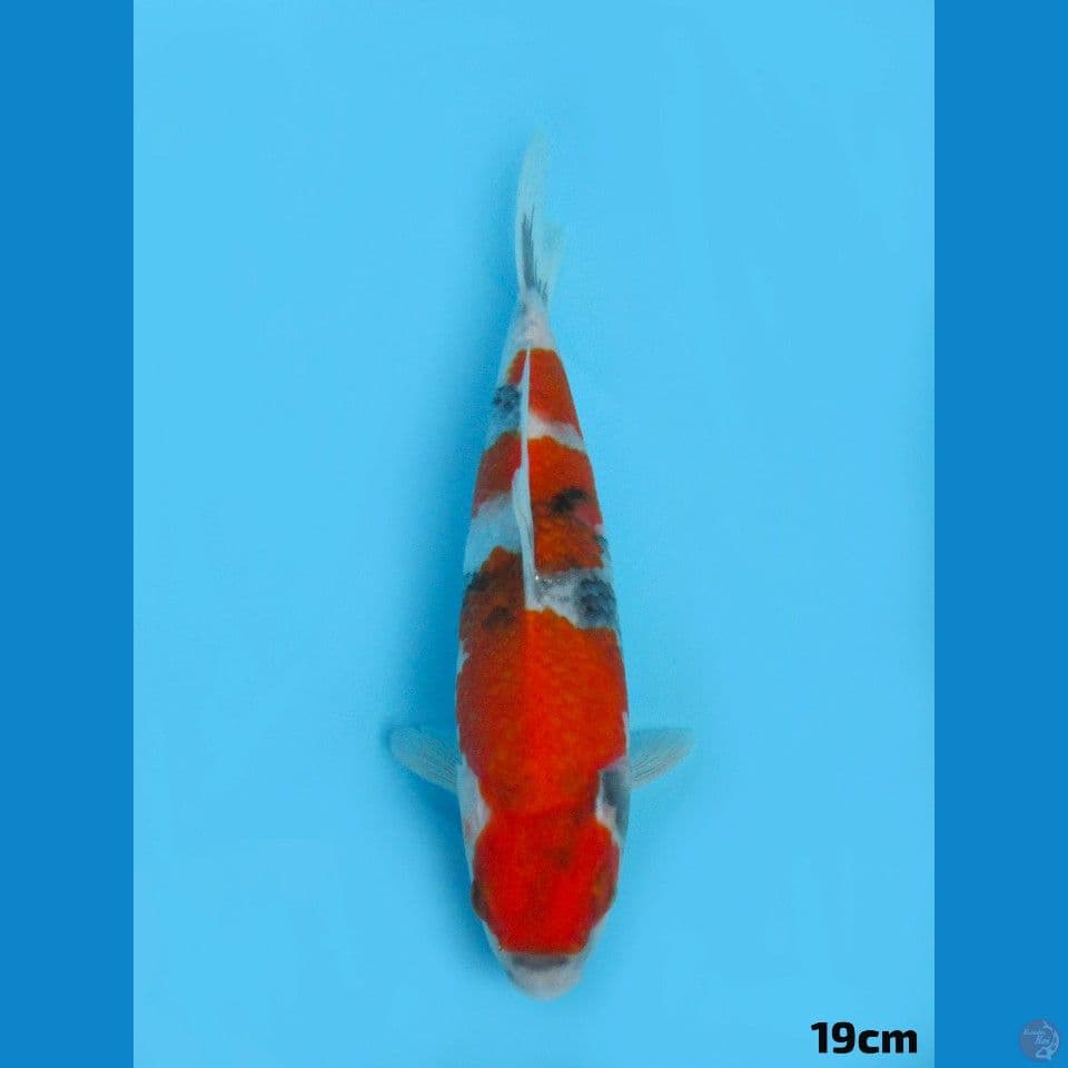 19cm Showa Tategoi 1