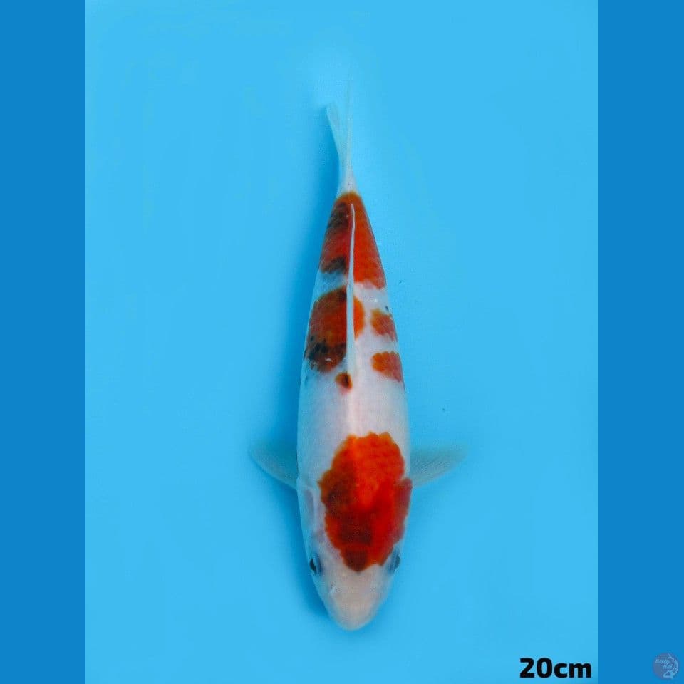 20cm Showa Tategoi