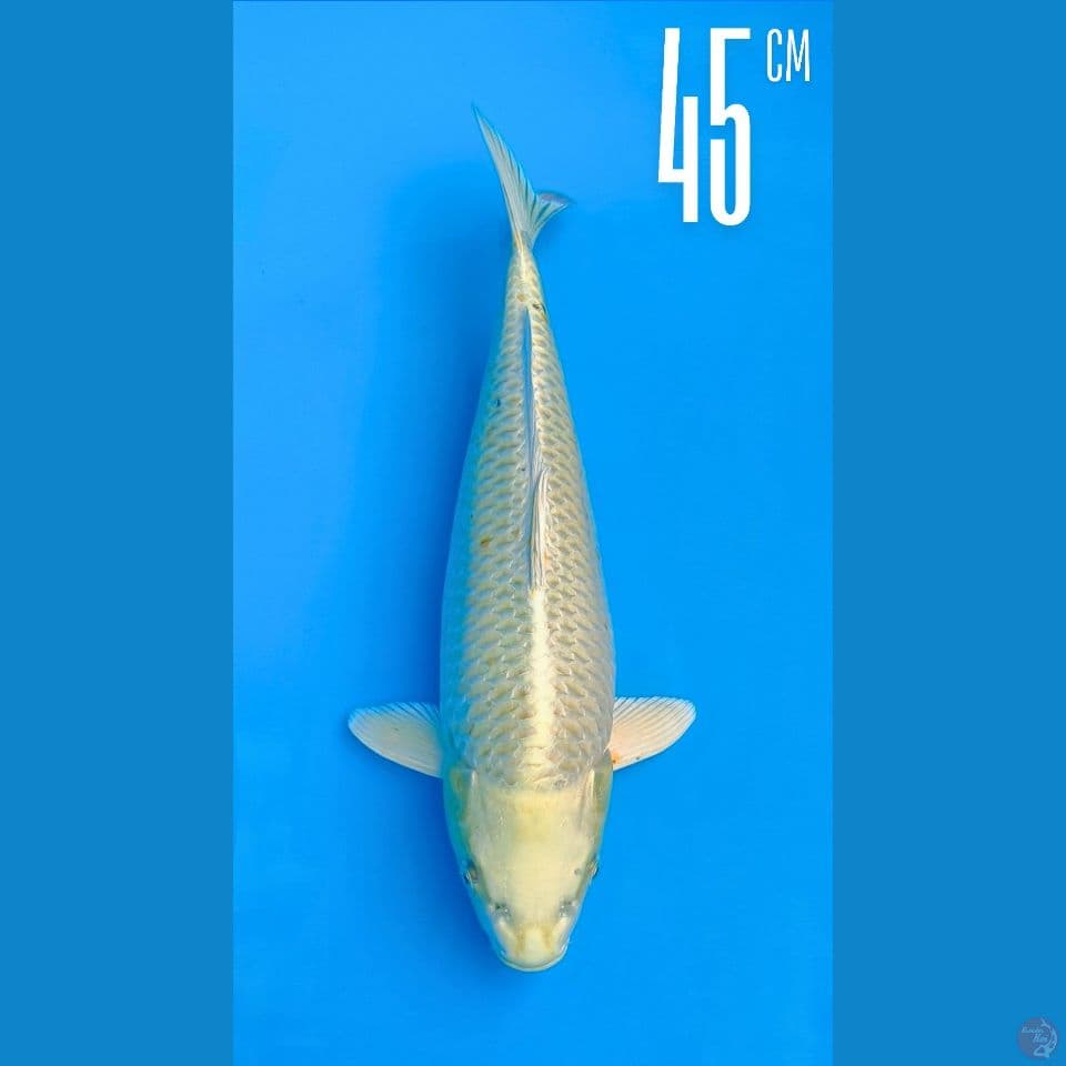 Ogon 45cm Line Momotaro Jinak