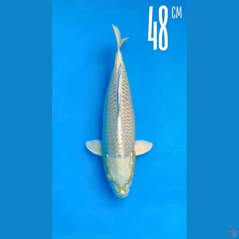 Ogon 48cm Line Momotaro