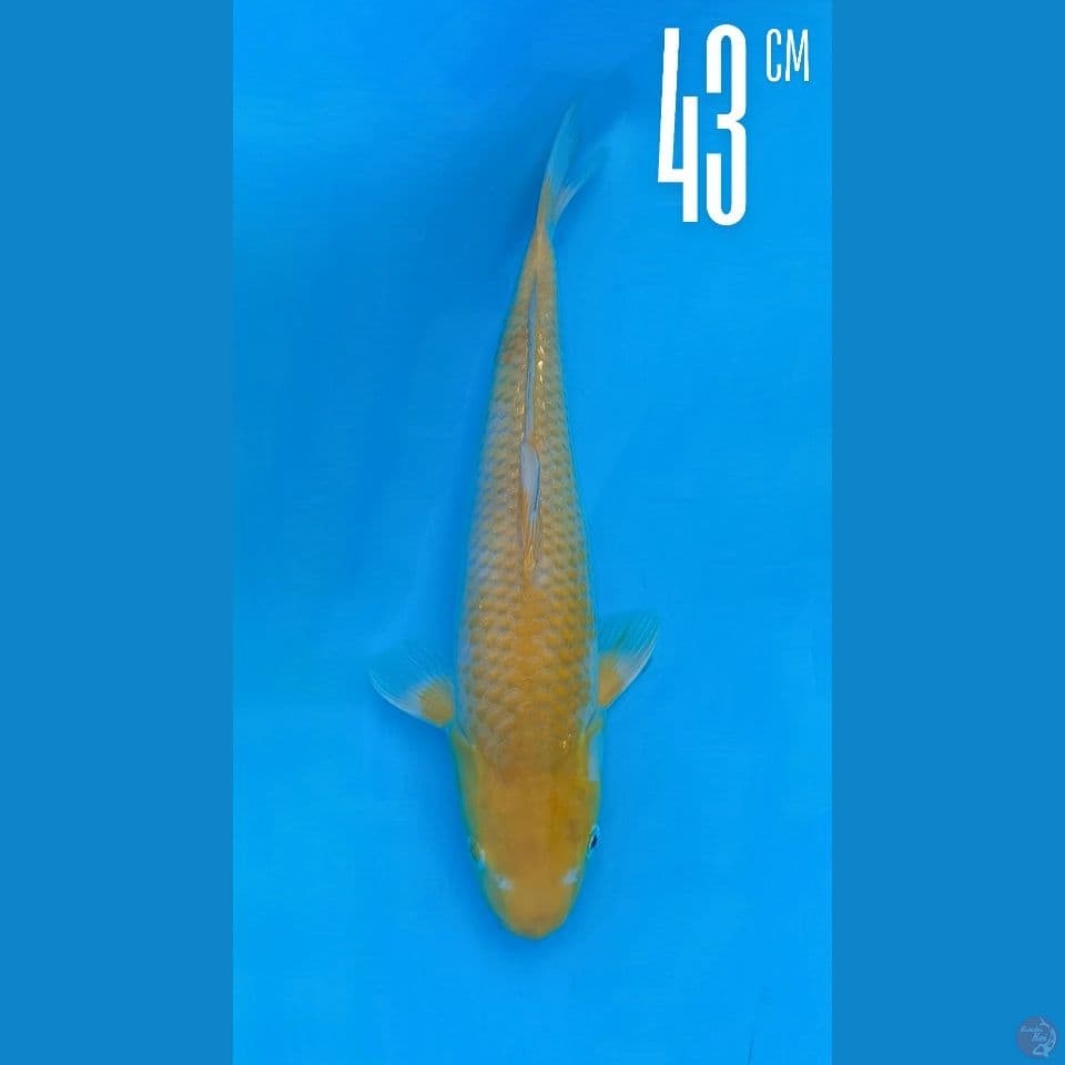 Chagoi 43cm