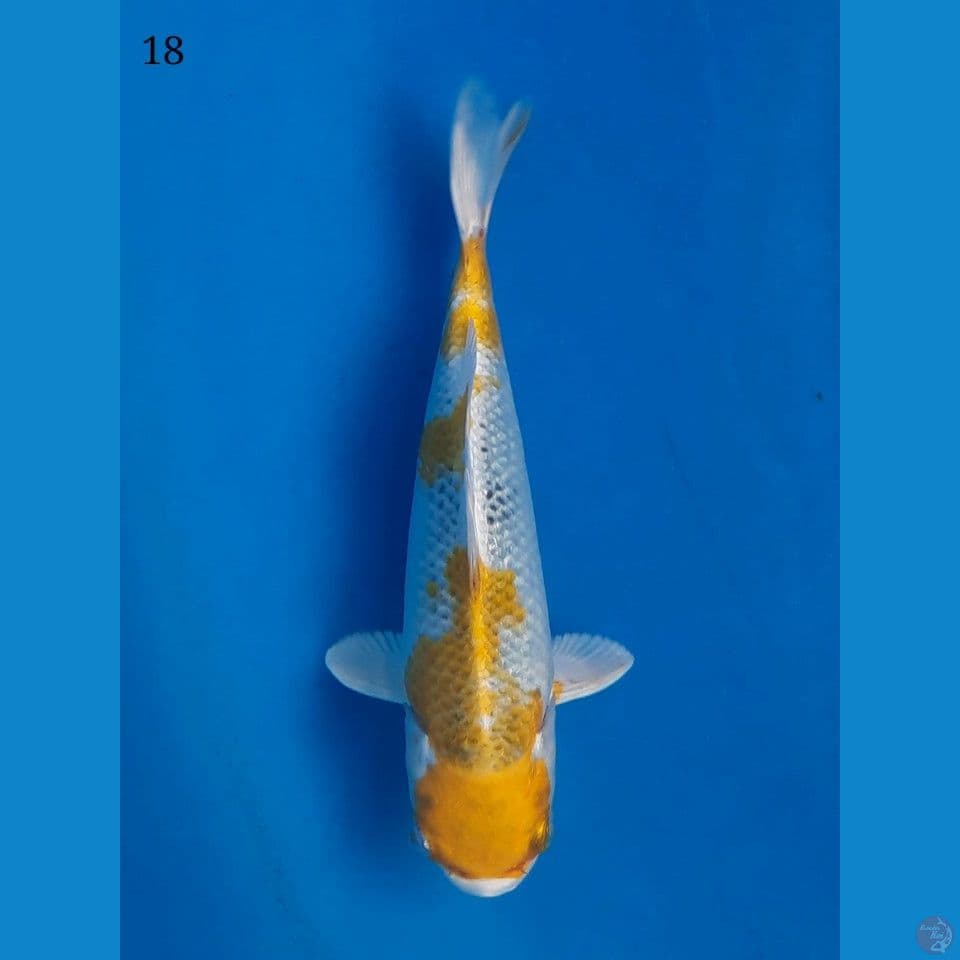 18cm Hariwake