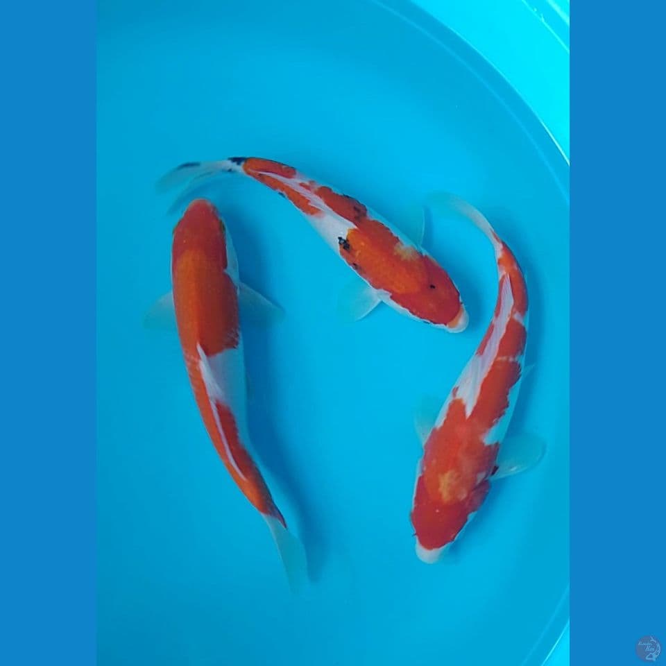 kohaku size : 28 32cm