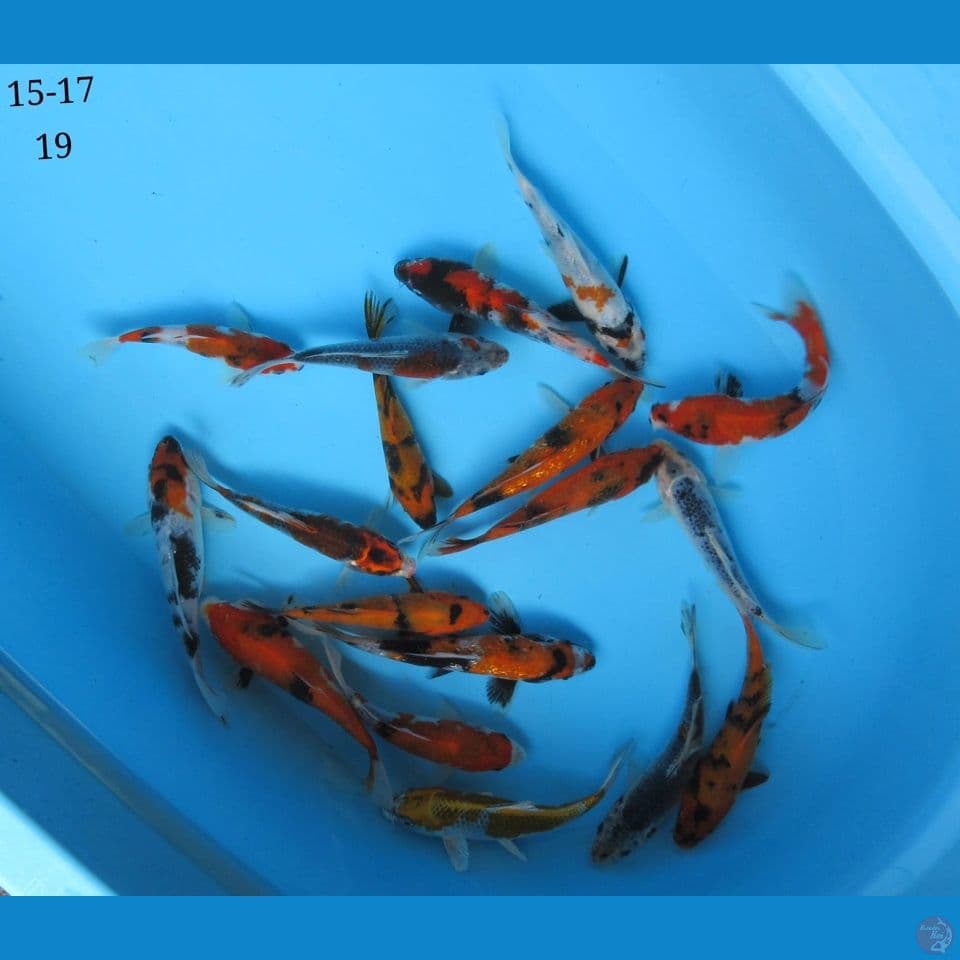 15-17cm - mix koi 19 ekor
