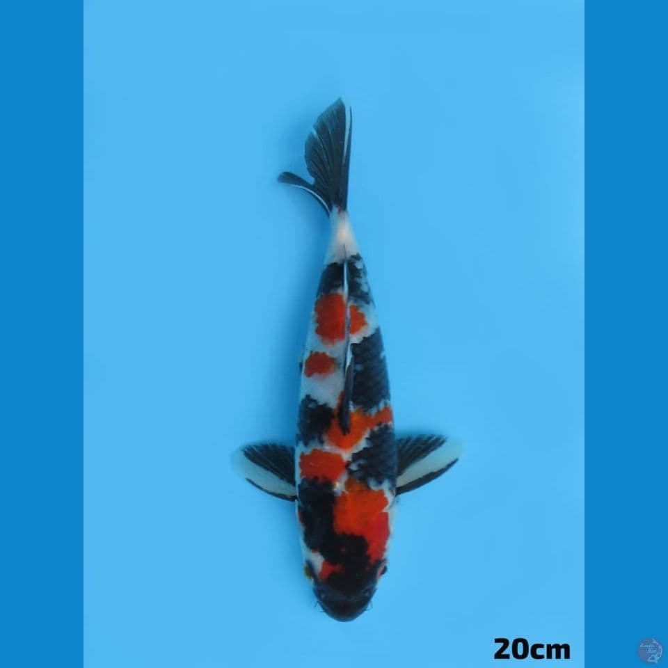 20cm - showa male