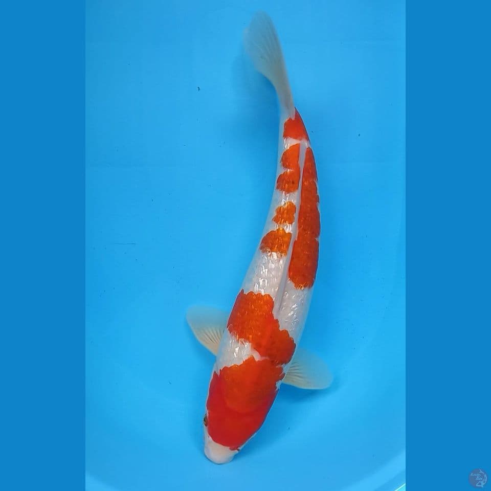 AIGOROMO GINRIN 43CM