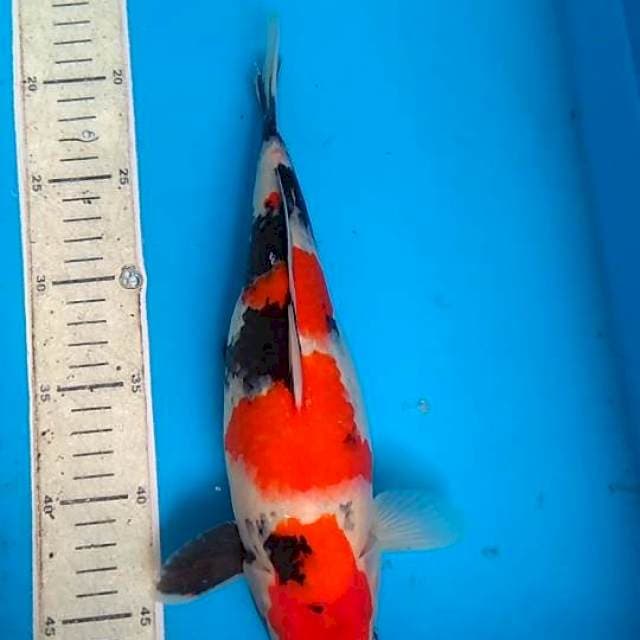 Showa 31cm